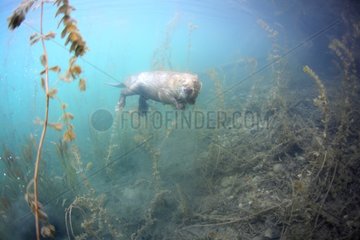 European Beaver swimming underwater in Savoie France