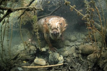 Portrait of a Castor underwater Savoie France
