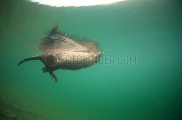 Castor swimming on the surface of the water in Savoie France