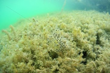 Green frog eggs in a lake Savoie France