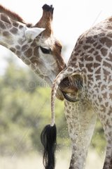 Male giraffe testing the receptivity of a female Kruger RSA