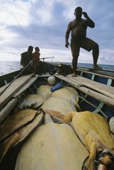 Miskito fishermen in Duritara loaded with Green Turtlles