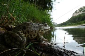 Lowland frog near water France