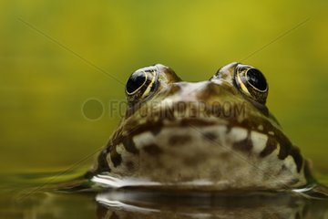 Portrait of a Lowland Frog in a freshwater spring France