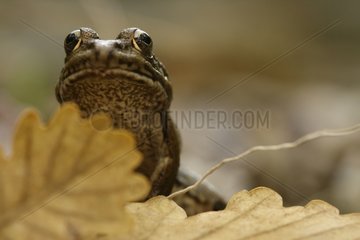 Lowland Frog undegrowth near a freshwater spring France
