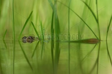 Young Lowland Frog in freshwater spring France