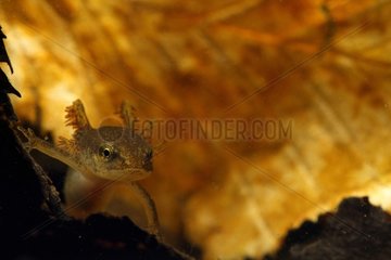 Palmate Newt larva in summer Brenne NRP France