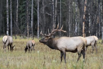 Herd of elk on a square slab Jasper NP Canada