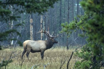 Bull elk in Jasper NP Canada