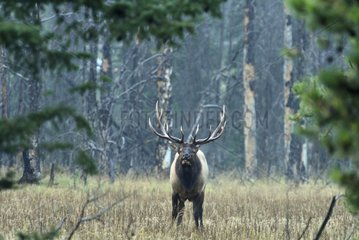 Bull elk in Jasper NP Canada