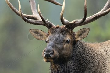 Portrait of a Bull elk under rain in Jasper NP Canada