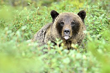 Grizzly Bear seeking berries in Jasper NP in Canada