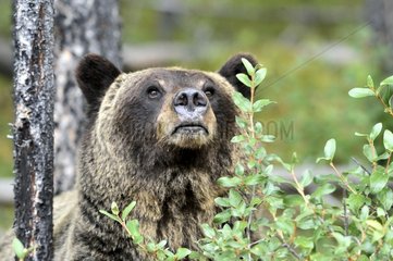 Portrait of a Grizzly Bear in Jasper NP in Canada