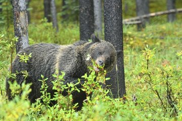 Grizzly Bear eating berries in Jasper NP in Canada