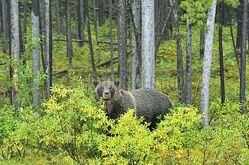 Grizzly Bear in Jasper NP in Canada