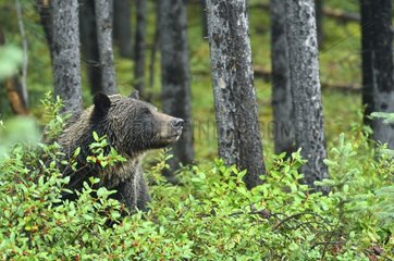 Grizzly Bear in Jasper NP in Canada