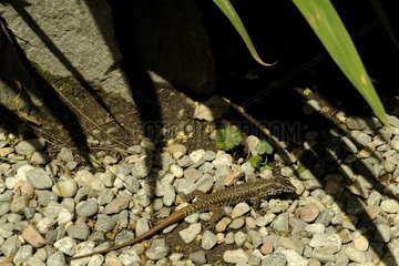 Common Wall Lizard on an island in Lake Maggiore Italy
