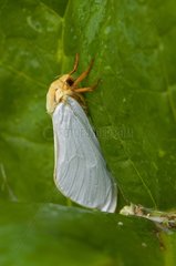Ghost Moth on a leaf Denmark