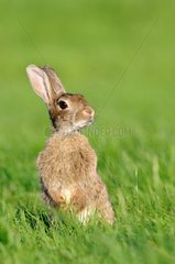 Rabbit in a pasture along the Doubs France