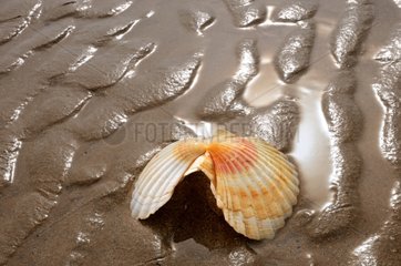 Seashell on the sand at low tide Normandy France