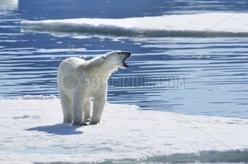 Polar bear yawning on ice Greenland