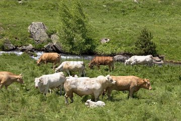 Cows in a meadow near a river France