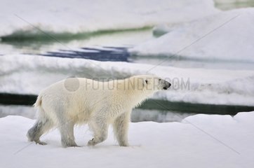 Polar bear walking on the ice cap Greg Greenland
