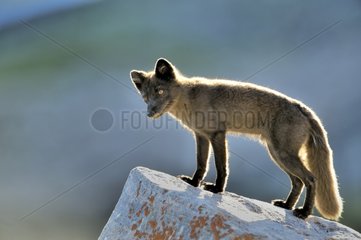 Polar fox on a rock Cap Greg Greenland