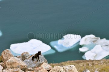 Arctic fox in scree Greg Cap Greenland