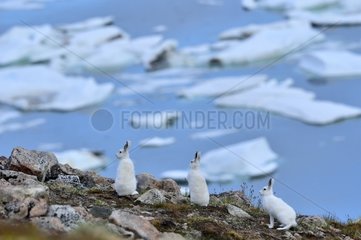 Arctic hares on a hill Greg Cape Greenland