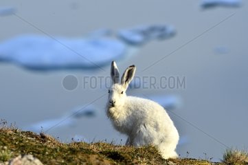 Arctic hare on a hill Greg Cape Greenland