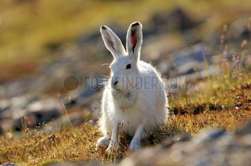 Arctic hare on a hill Greg Cape Greenland