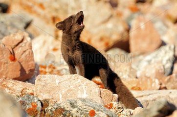Polar fox shouting on a rock Cap Greg Greenland