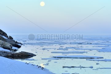 Canada Geese on a snowfield in the moonlight Greenland