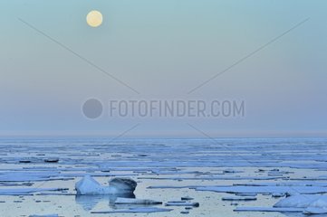 Moonlight on the sea ice off Cape Greg Greenland