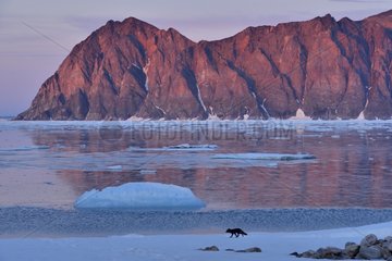 Arctic fox on the shore Cap Greg Greenland