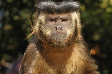 Portrait of Brown capuchin Pantanal Brazil