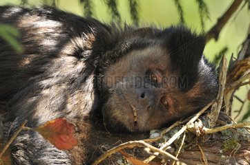 Portrait of Brown capuchin at rest Pantanal Brazil