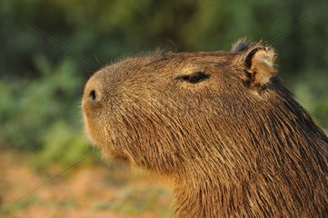 Portrait of Capybara Pantanal Brazil