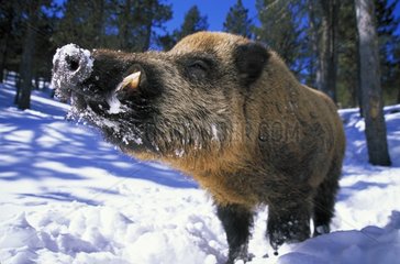 Male wild boar in snow France