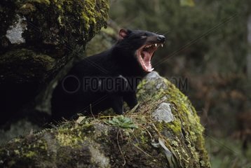 Tasmanian devil yawning Australia