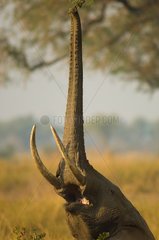 African elephant browsing high - Zambie