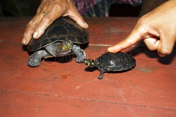 Yellow-spotted River Turtles - Amazonas Brazil