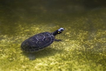Yellow-spotted River Turtle on water - Amazonas Brazil