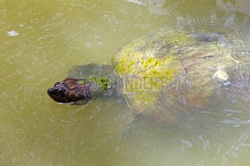 Geoffroy's Side-necked Turtle on water - Amazonas Brazil