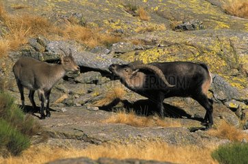Spanish Ibex male courting female in rut Spain