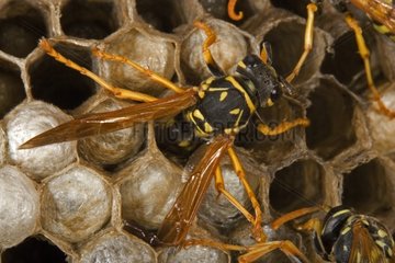 Male European Paper Wasp newly emerged as adult New York USA