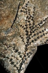 Plant fossil Montsechia vidali on lithographic limestone