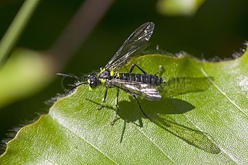 Sawfly in May Lolland in Denmark