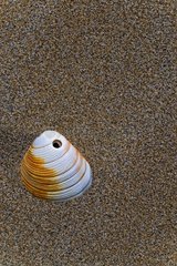 Valve Shell on sand PN of the Delta de l'Ebre Spain